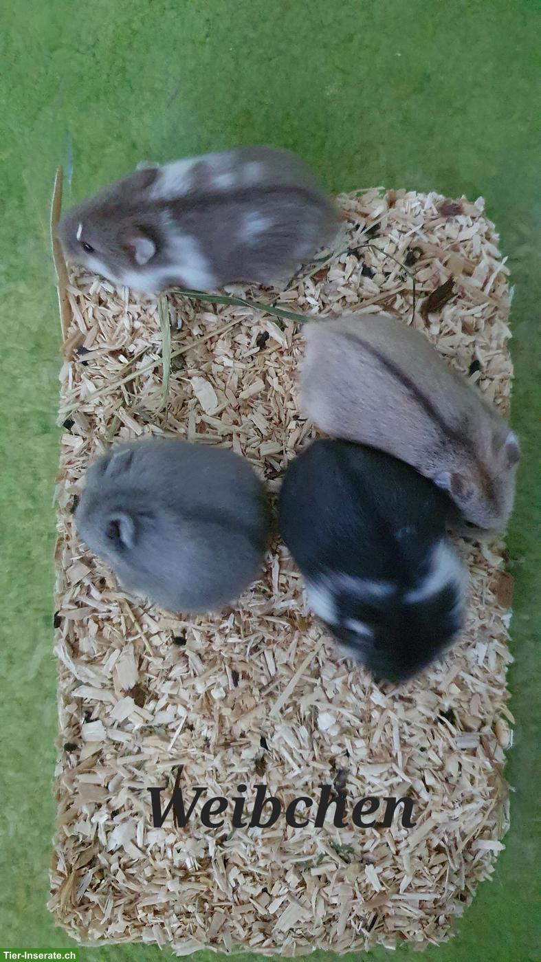 Bild 5: Junge Campbell Zwerghamster, reinrassig