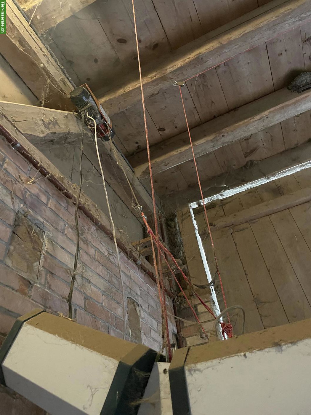 Bild 4: Solarium für Pferde Sundance zu verkaufen