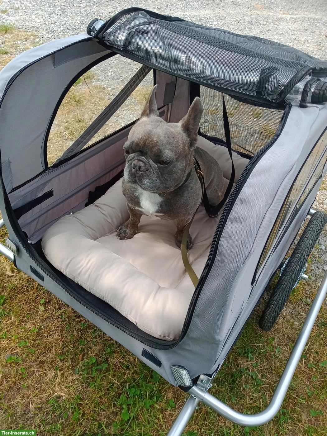 Hundeveloanhänger grau, neuwertig