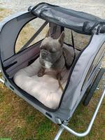 Hundeveloanhänger grau, neuwertig