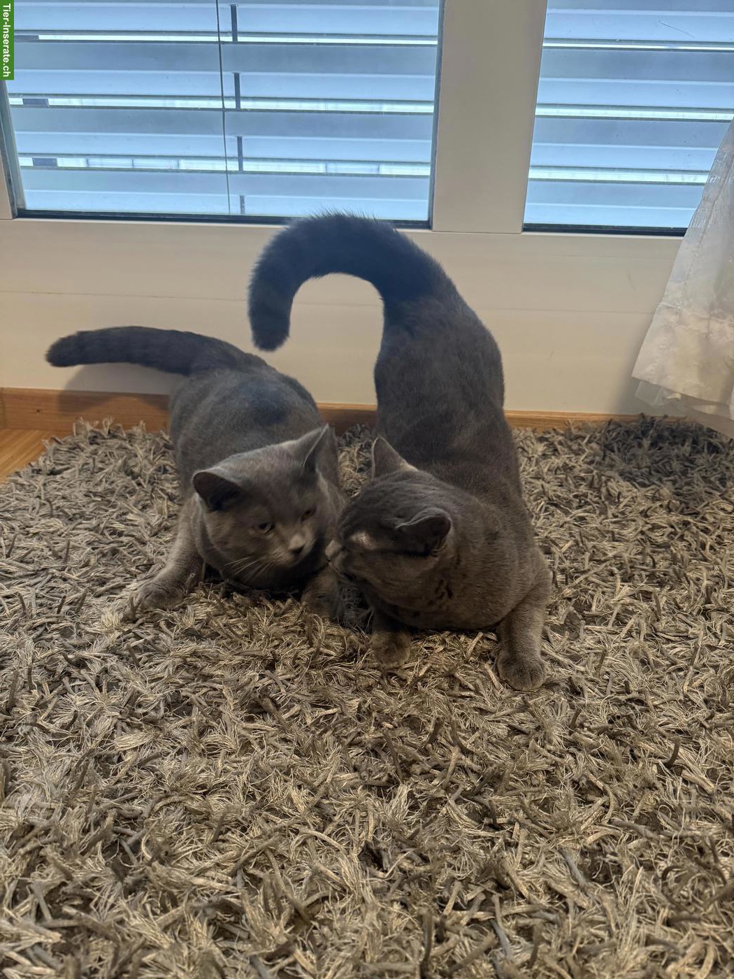 2 liebe Russisch Blau x BKH Mix nur gemeinsam abzugeben