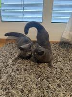 2 liebe Russisch Blau x BKH Mix nur gemeinsam abzugeben