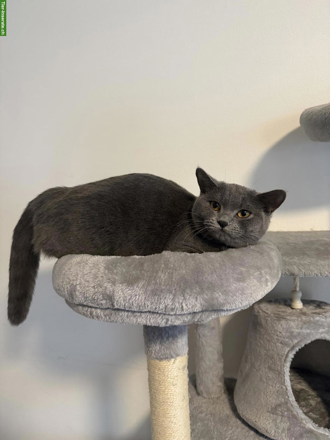 Bild 2: 2 liebe Russisch Blau x BKH Mix nur gemeinsam abzugeben