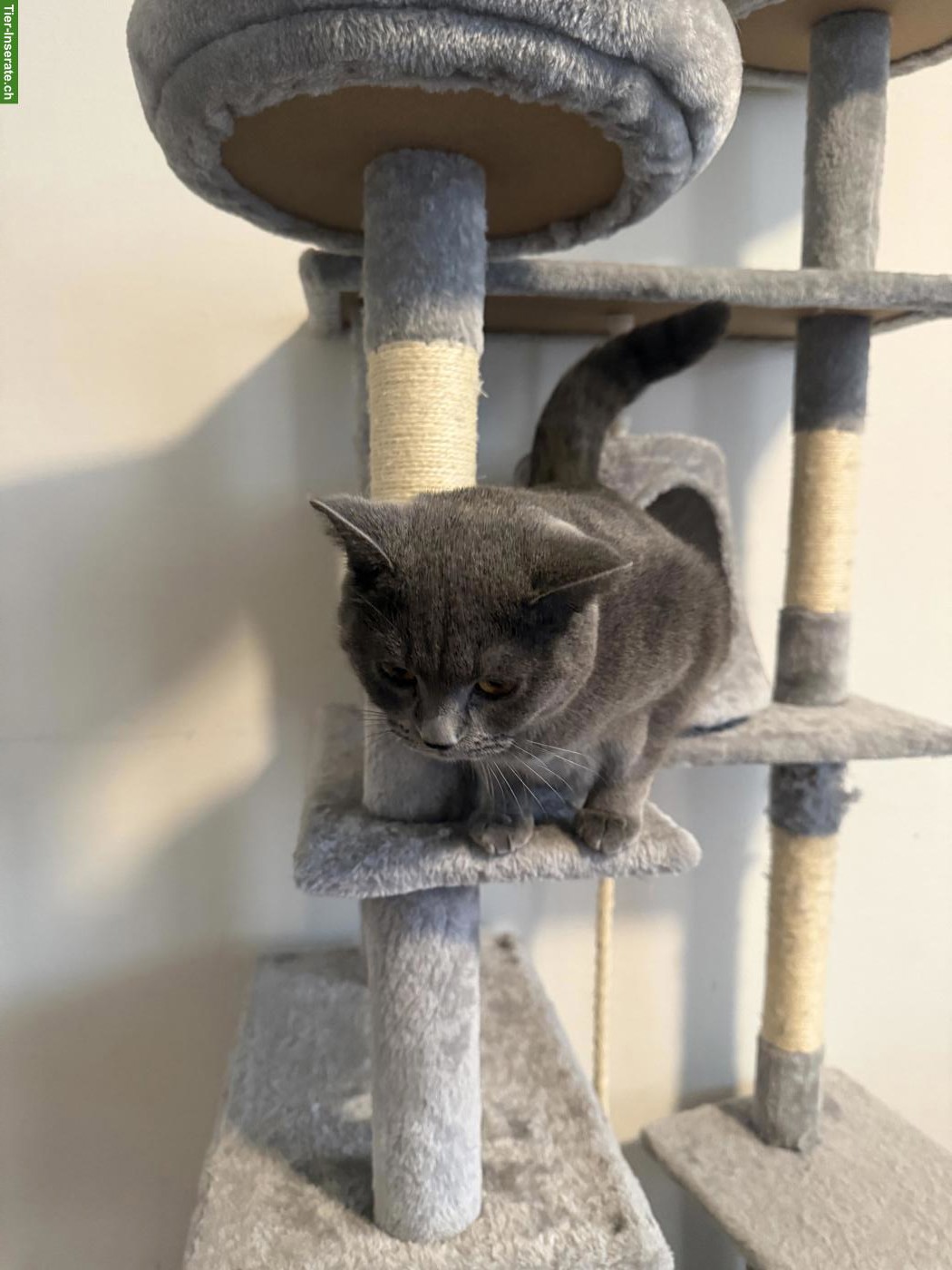 Bild 3: 2 liebe Russisch Blau x BKH Mix nur gemeinsam abzugeben