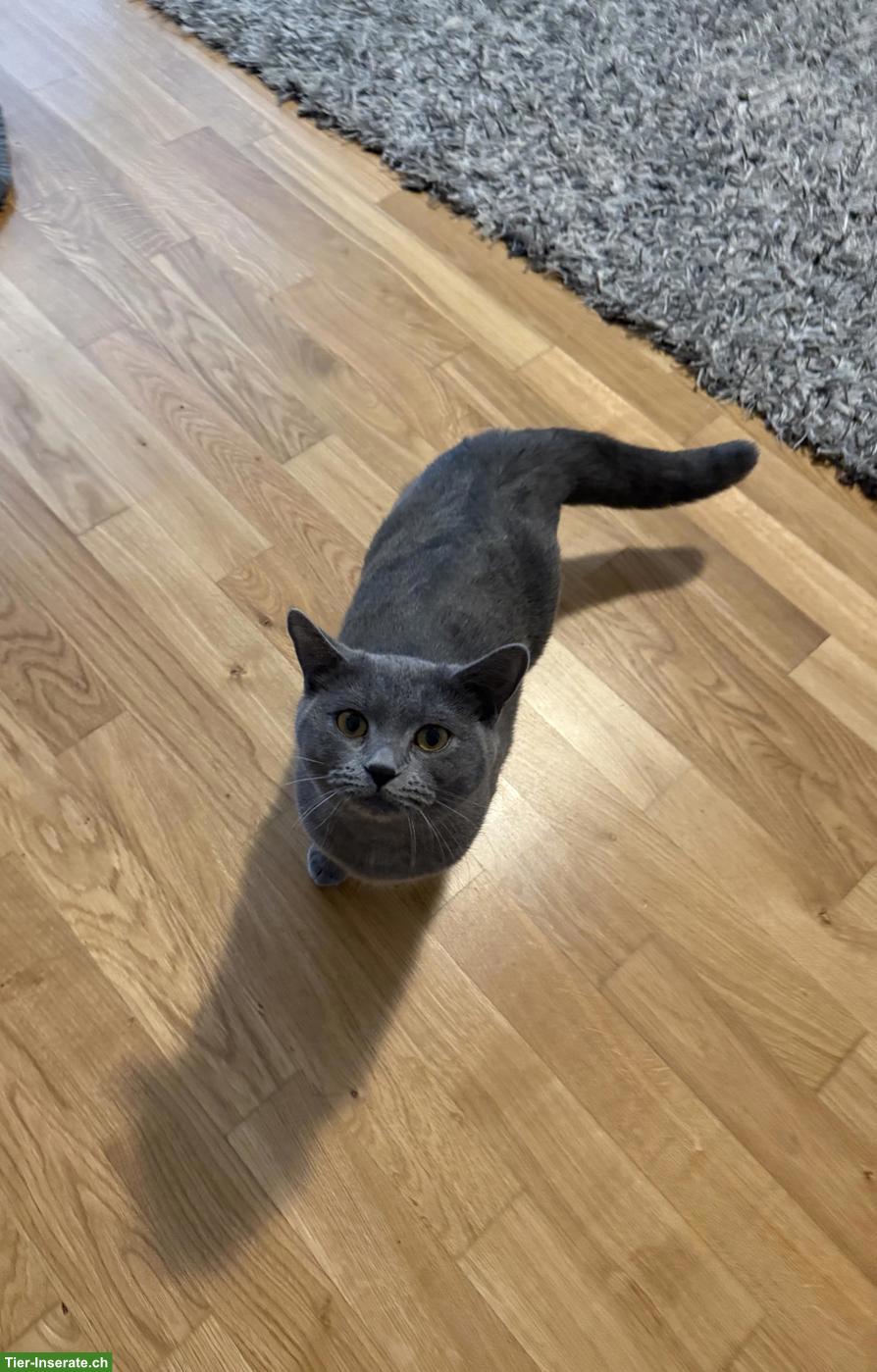 Bild 4: 2 liebe Russisch Blau x BKH Mix nur gemeinsam abzugeben