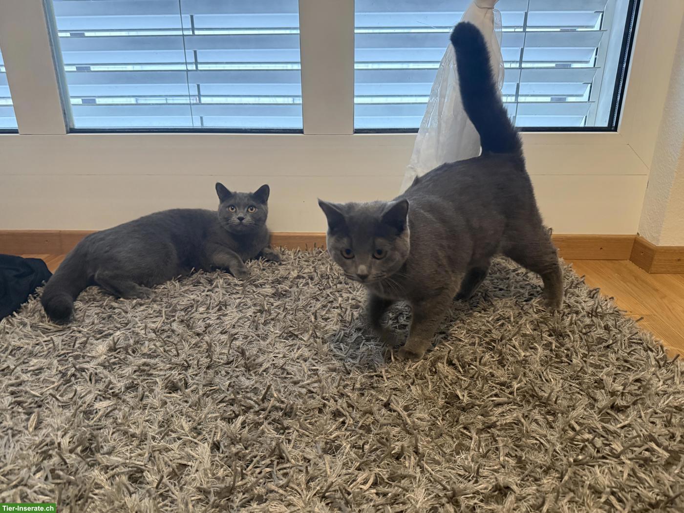 Bild 5: 2 liebe Russisch Blau x BKH Mix nur gemeinsam abzugeben