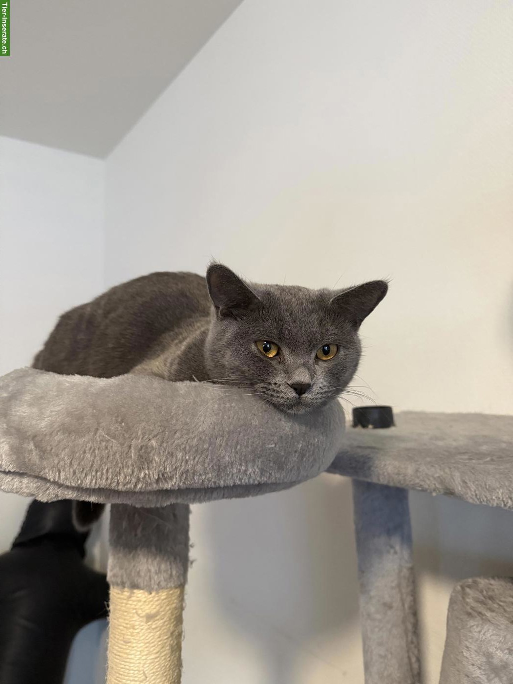 Bild 6: 2 liebe Russisch Blau x BKH Mix nur gemeinsam abzugeben