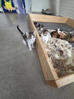 Neugeborene Kätzchen suchen ein Zuhause