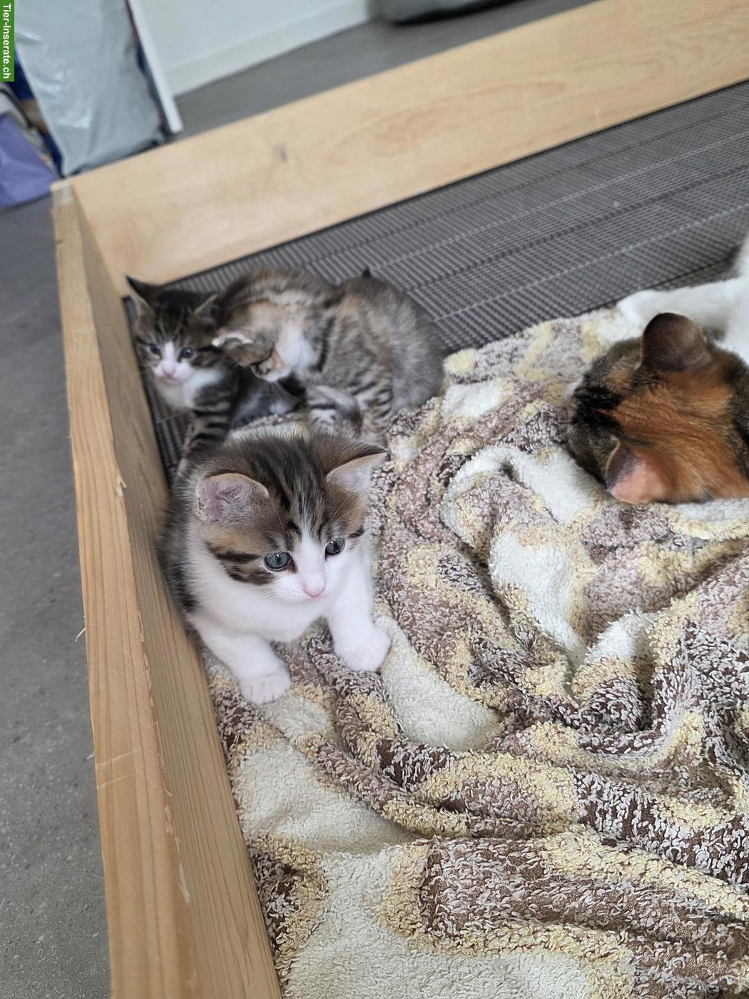 Bild 2: Neugeborene Kätzchen suchen ein Zuhause