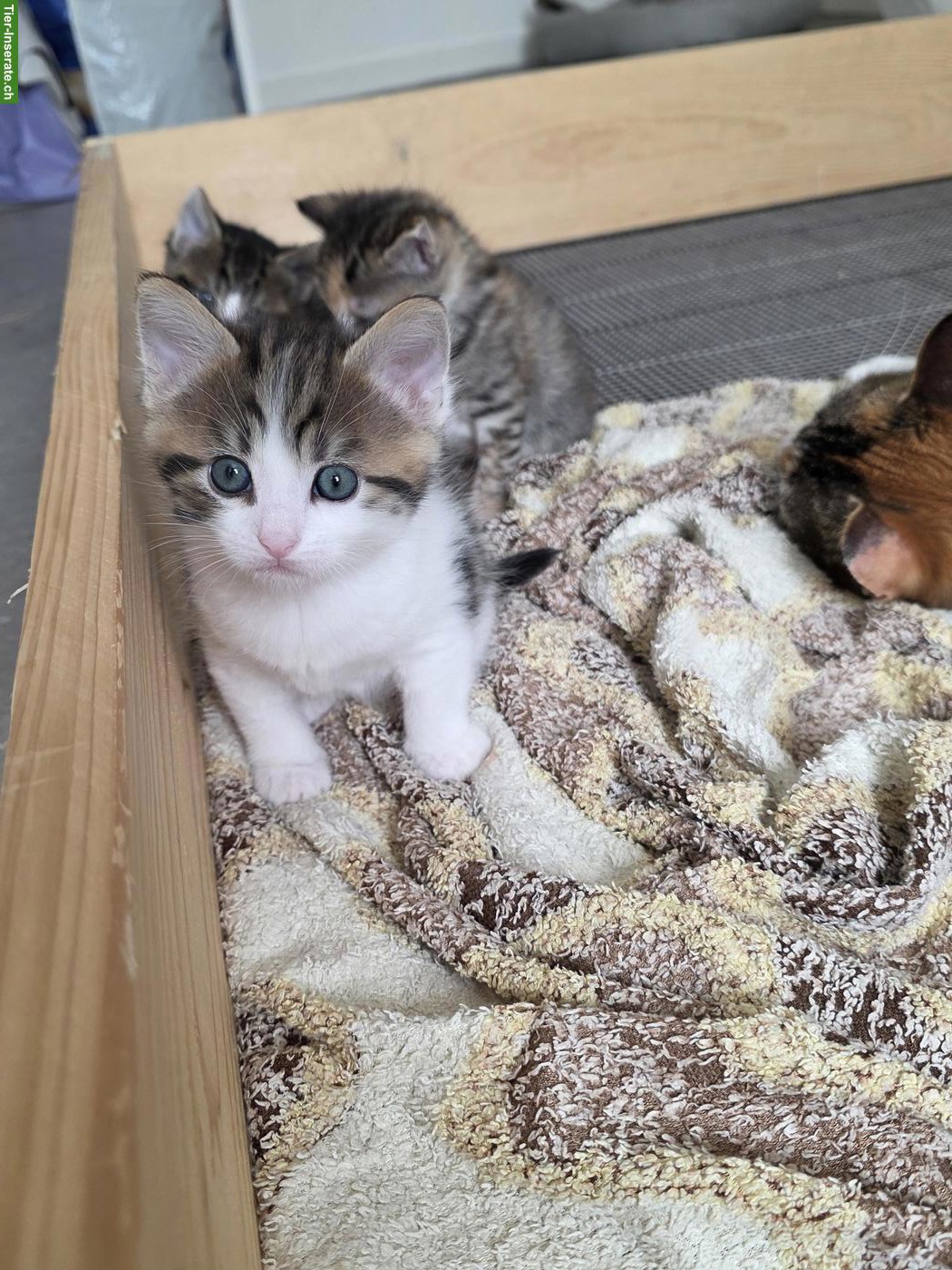 Bild 3: Neugeborene Kätzchen suchen ein Zuhause