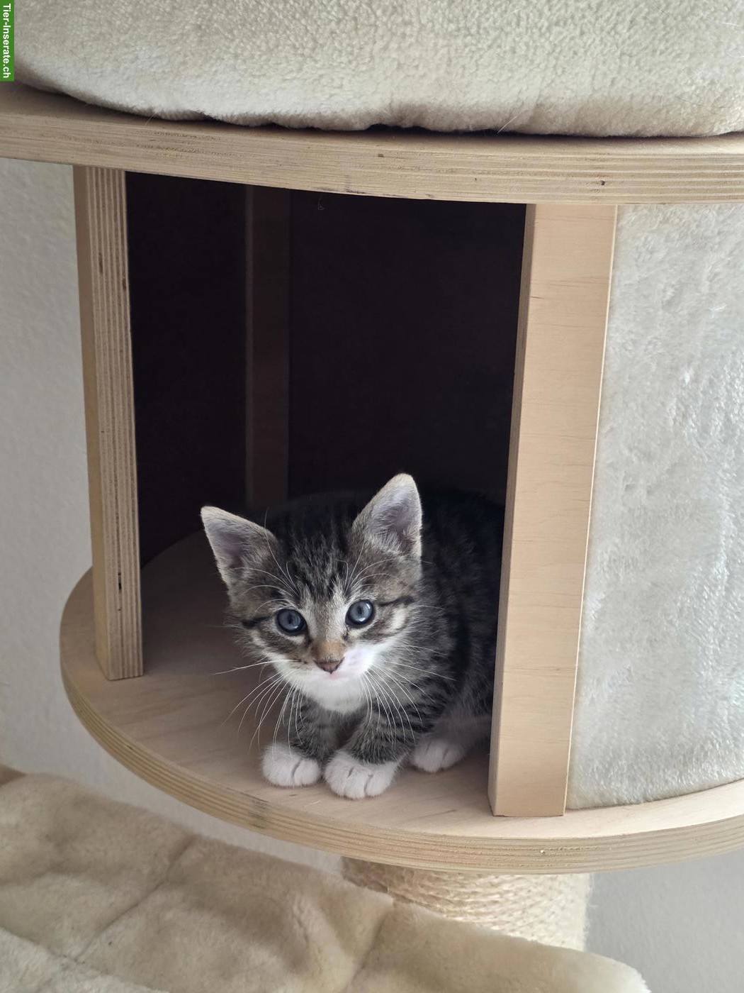 Bild 4: Neugeborene Kätzchen suchen ein Zuhause