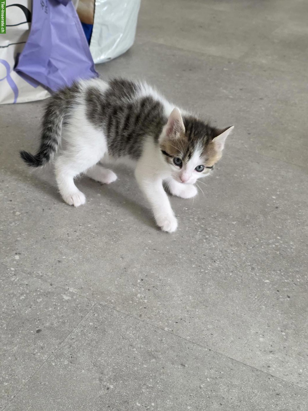 Bild 5: Neugeborene Kätzchen suchen ein Zuhause