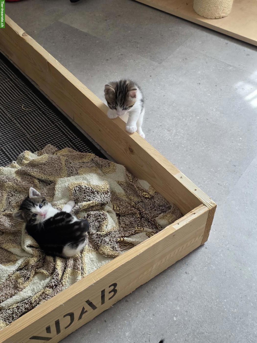 Bild 6: Neugeborene Kätzchen suchen ein Zuhause