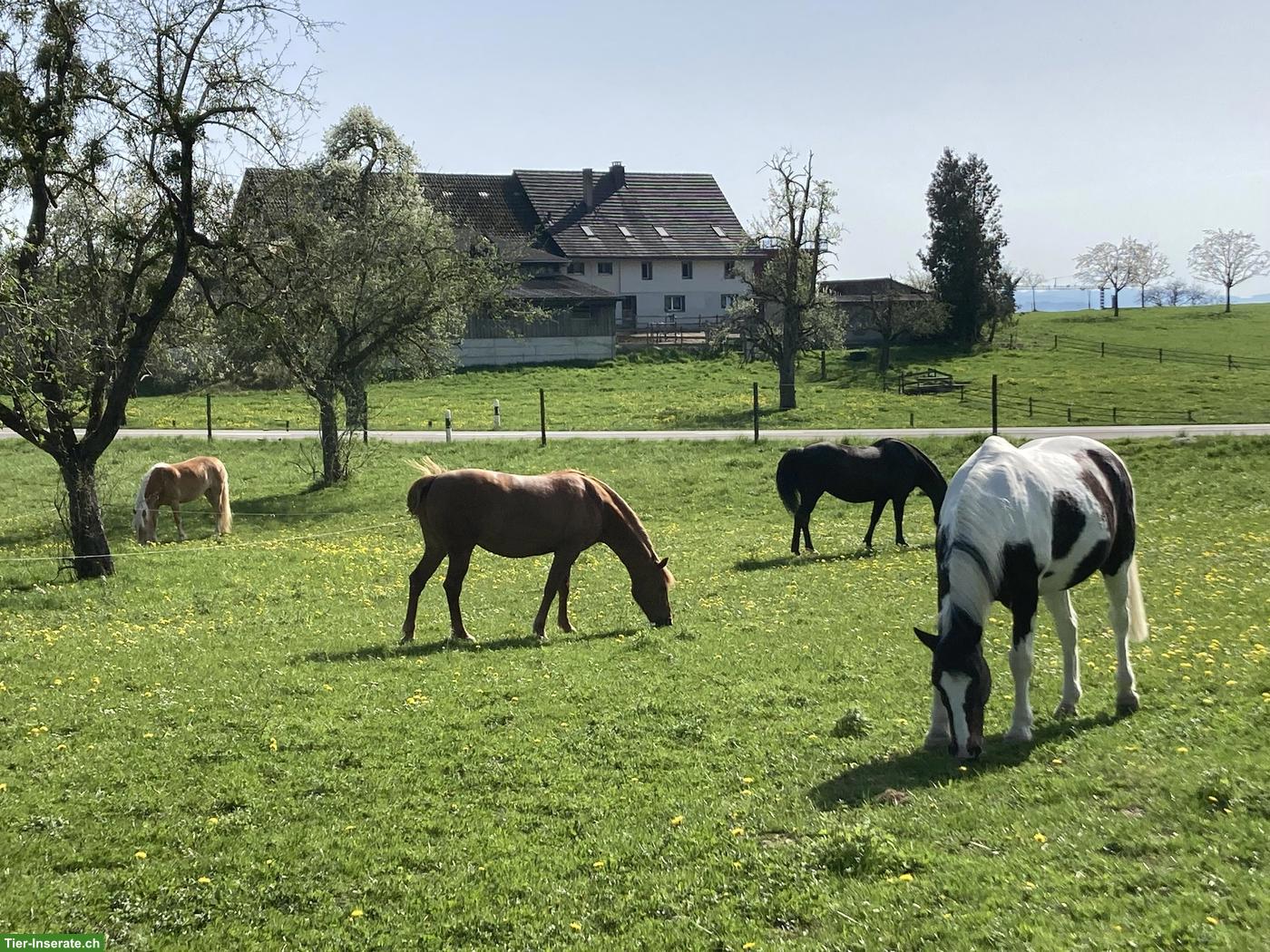 Offenstallplatz frei in 4er Gruppe in Unterhörstetten TG