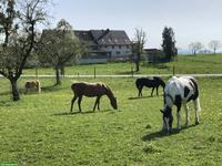 Offenstallplatz frei in 4er Gruppe in Unterhörstetten TG