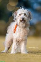 Exklusive Wäller Hündinnen - für Menschen mit Anspruch und Stil