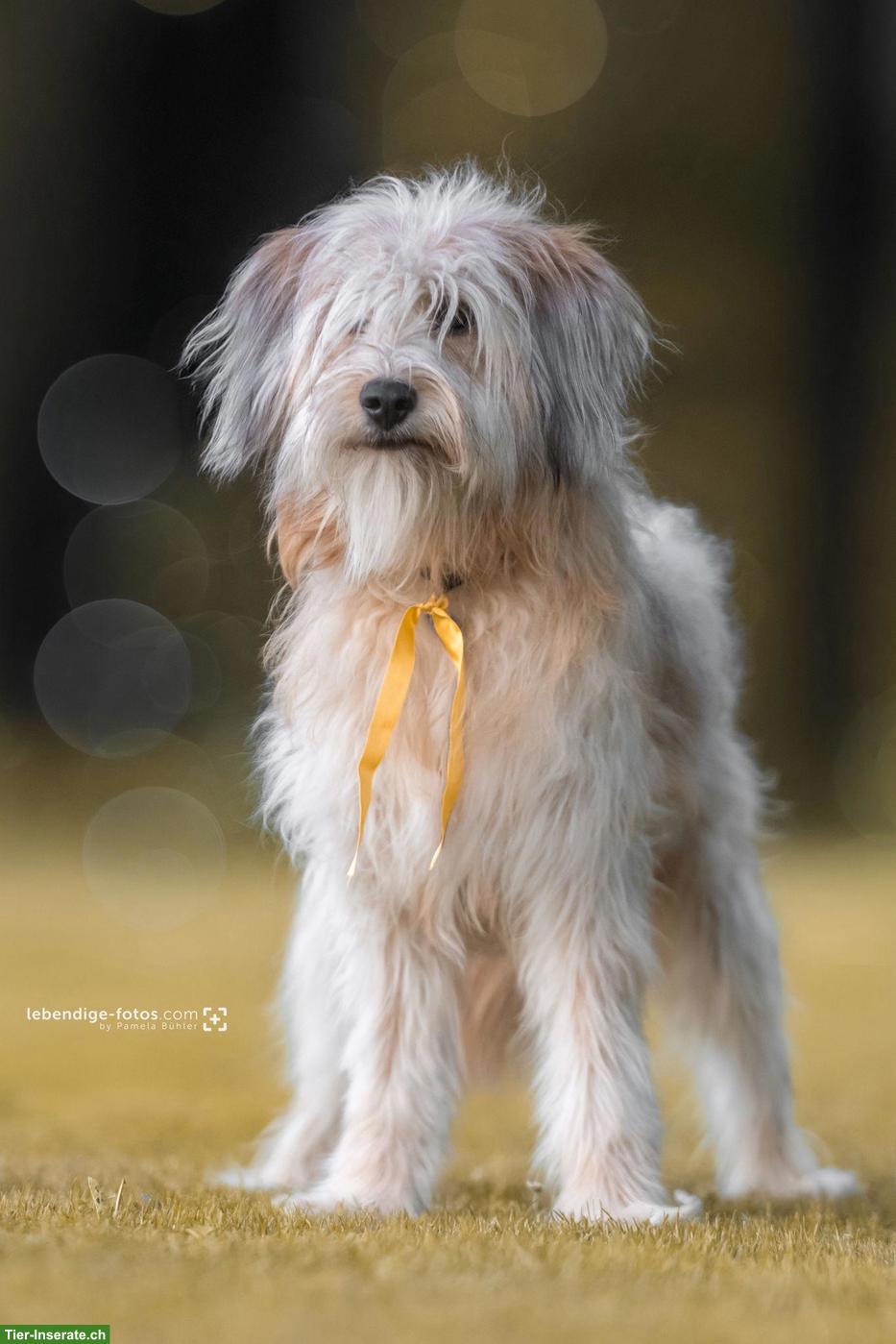 Bild 2: Exklusive Wäller Hündinnen - für Menschen mit Anspruch und Stil