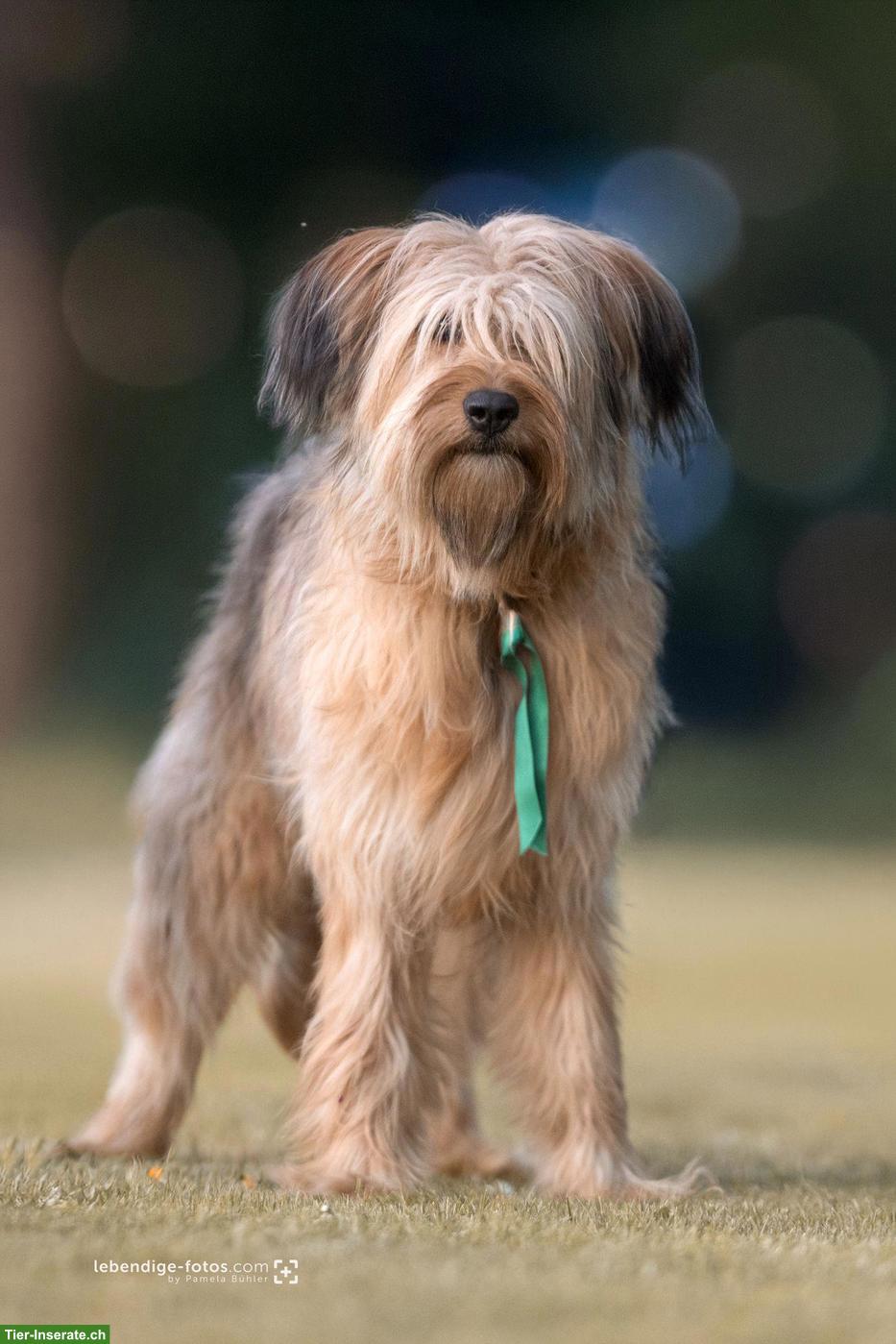 Bild 3: Exklusive Wäller Hündinnen - für Menschen mit Anspruch und Stil