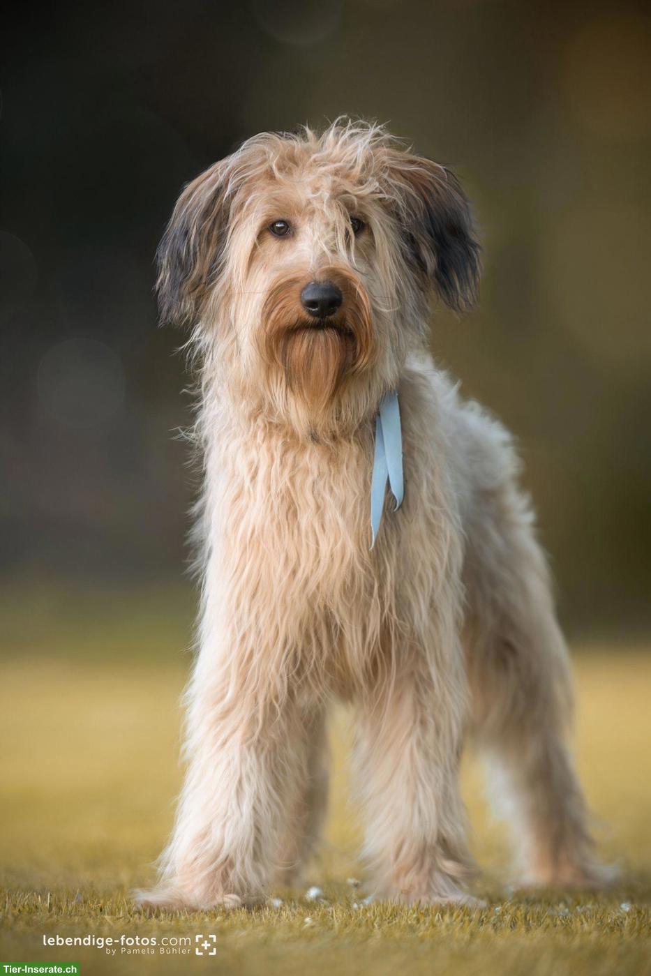 Bild 4: Exklusive Wäller Hündinnen - für Menschen mit Anspruch und Stil