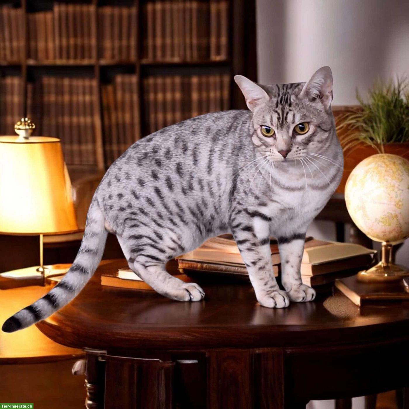 Ocicat Kater, Chocolate getupft, sucht neues Zuhause