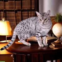 Ocicat Kater, Chocolate getupft, sucht neues Zuhause