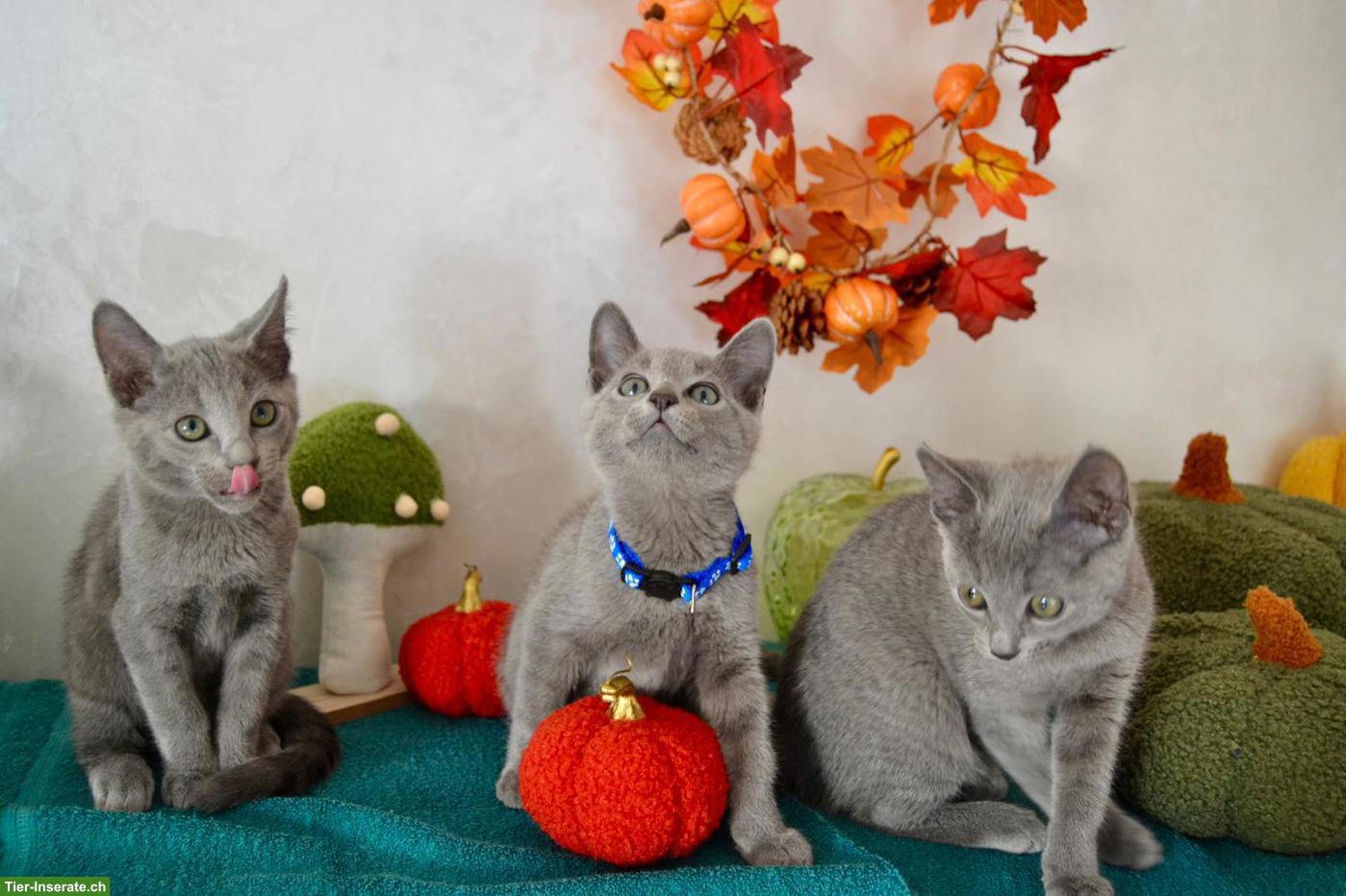 Russisch Blau Kitten mit Stammbaum aus 100%-BIO-BARF
