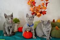 Russisch Blau Kitten mit Stammbaum aus 100%-BIO-BARF