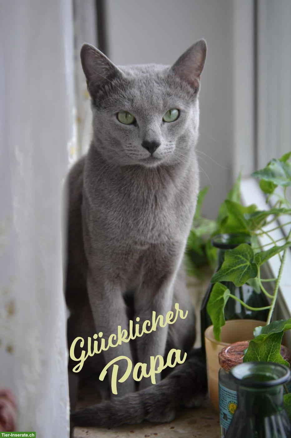 Bild 10: Russisch Blau Kitten mit Stammbaum aus 100%-BIO-BARF