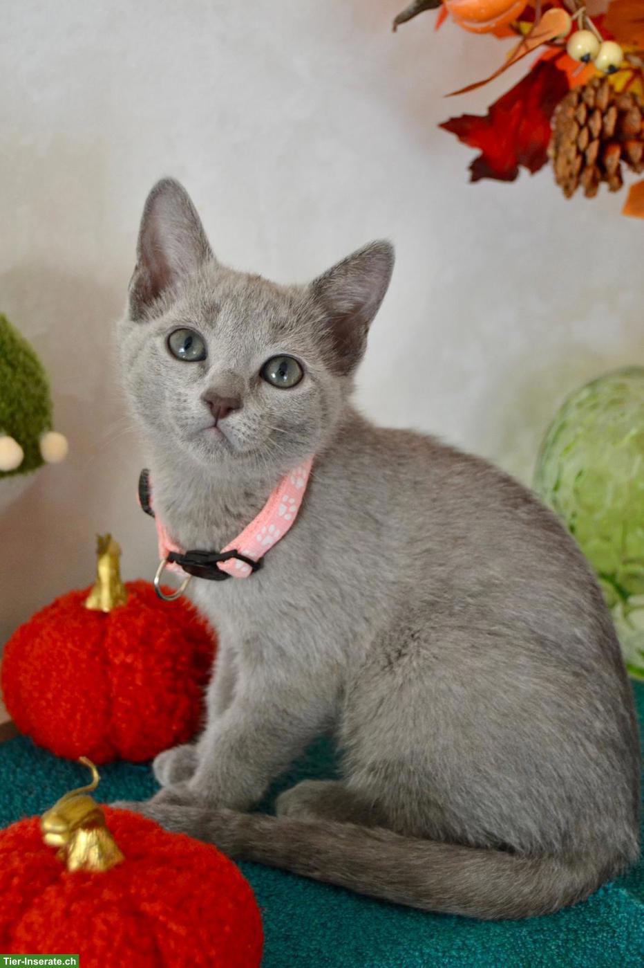 Bild 2: Russisch Blau Kitten mit Stammbaum aus 100%-BIO-BARF