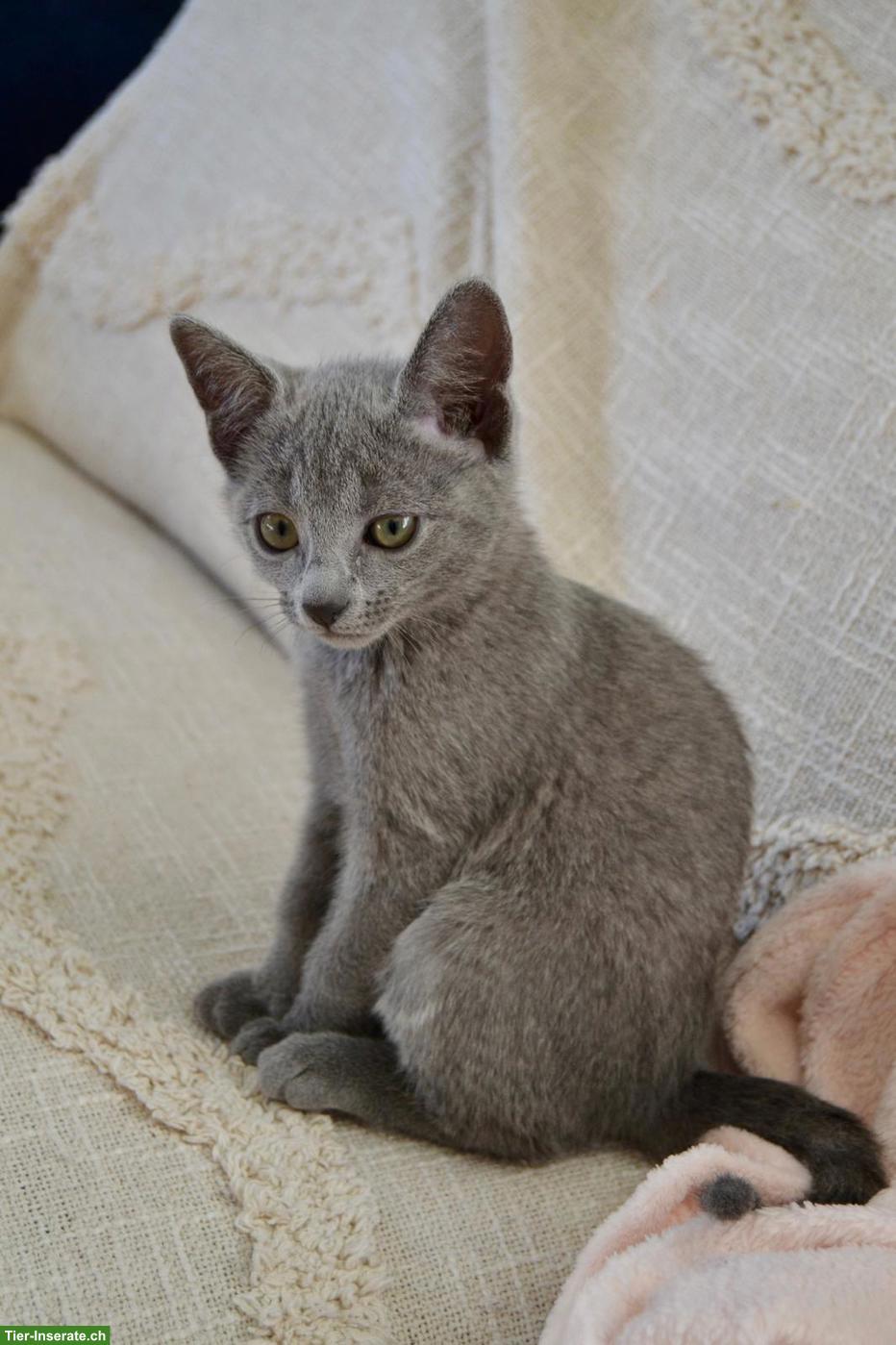 Bild 3: Russisch Blau Kitten mit Stammbaum aus 100%-BIO-BARF