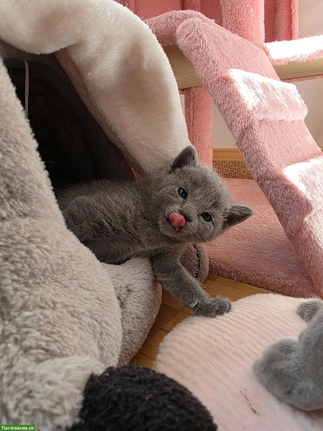 Bild 4: Russisch Blau Kitten mit Stammbaum aus 100%-BIO-BARF