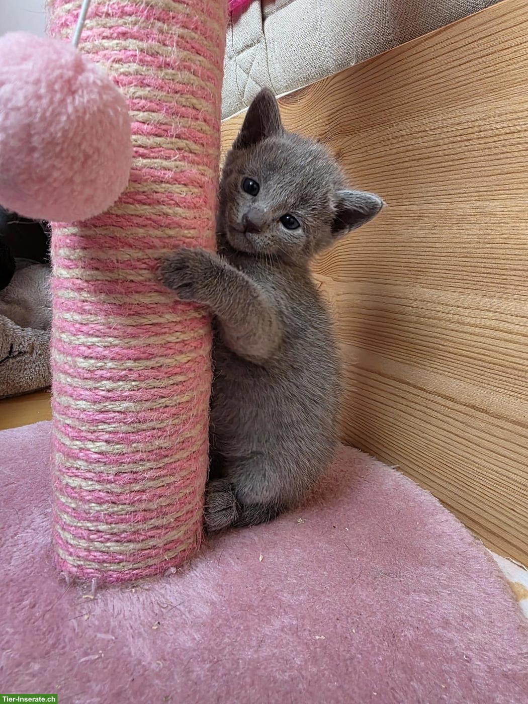 Bild 5: Russisch Blau Kitten mit Stammbaum aus 100%-BIO-BARF