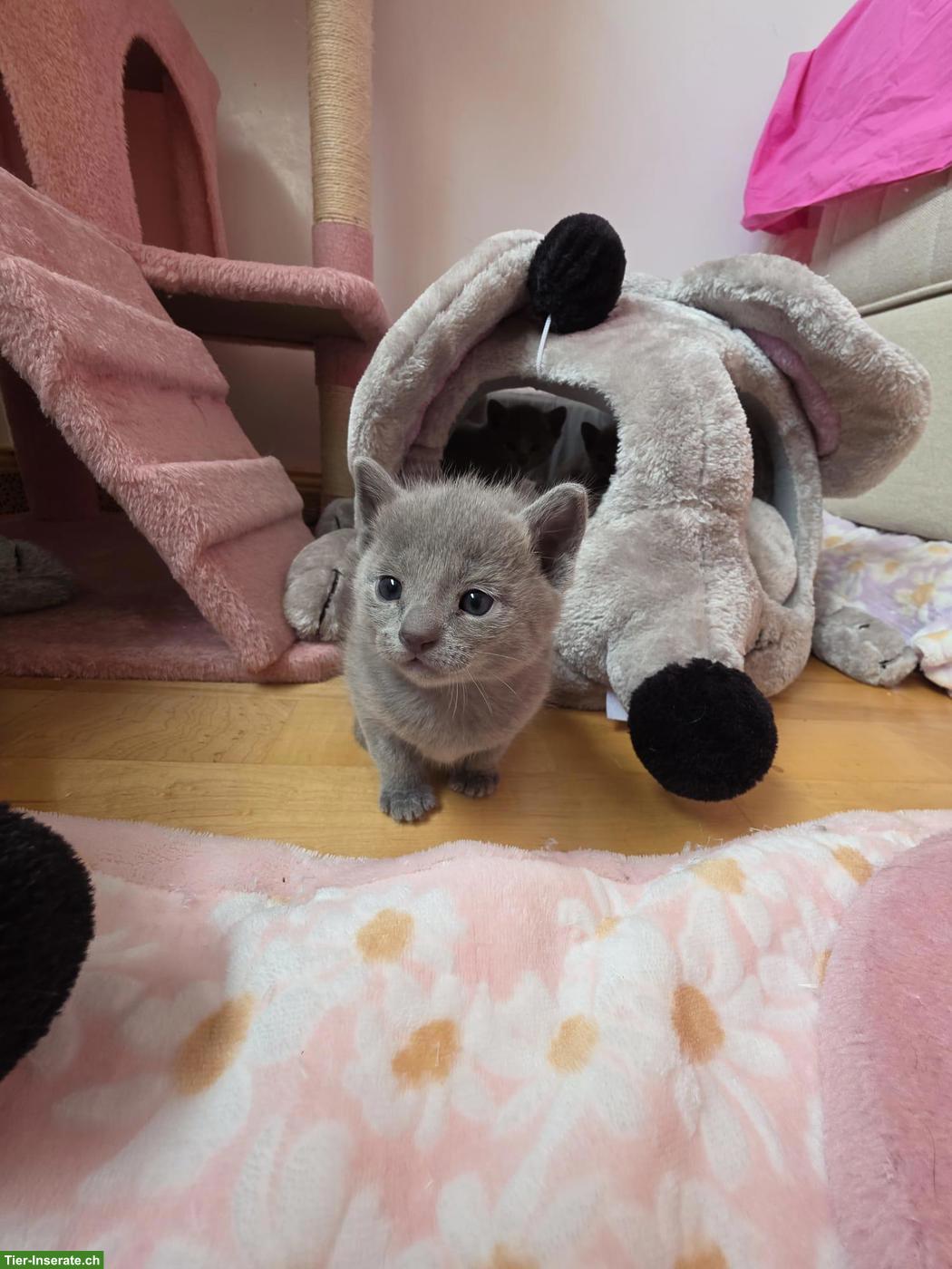 Bild 6: Russisch Blau Kitten mit Stammbaum aus 100%-BIO-BARF