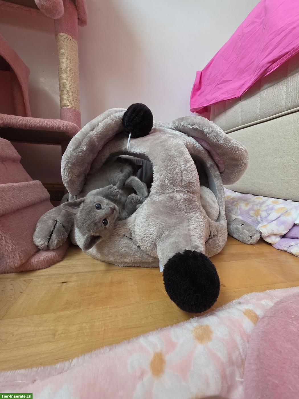 Bild 7: Russisch Blau Kitten mit Stammbaum aus 100%-BIO-BARF