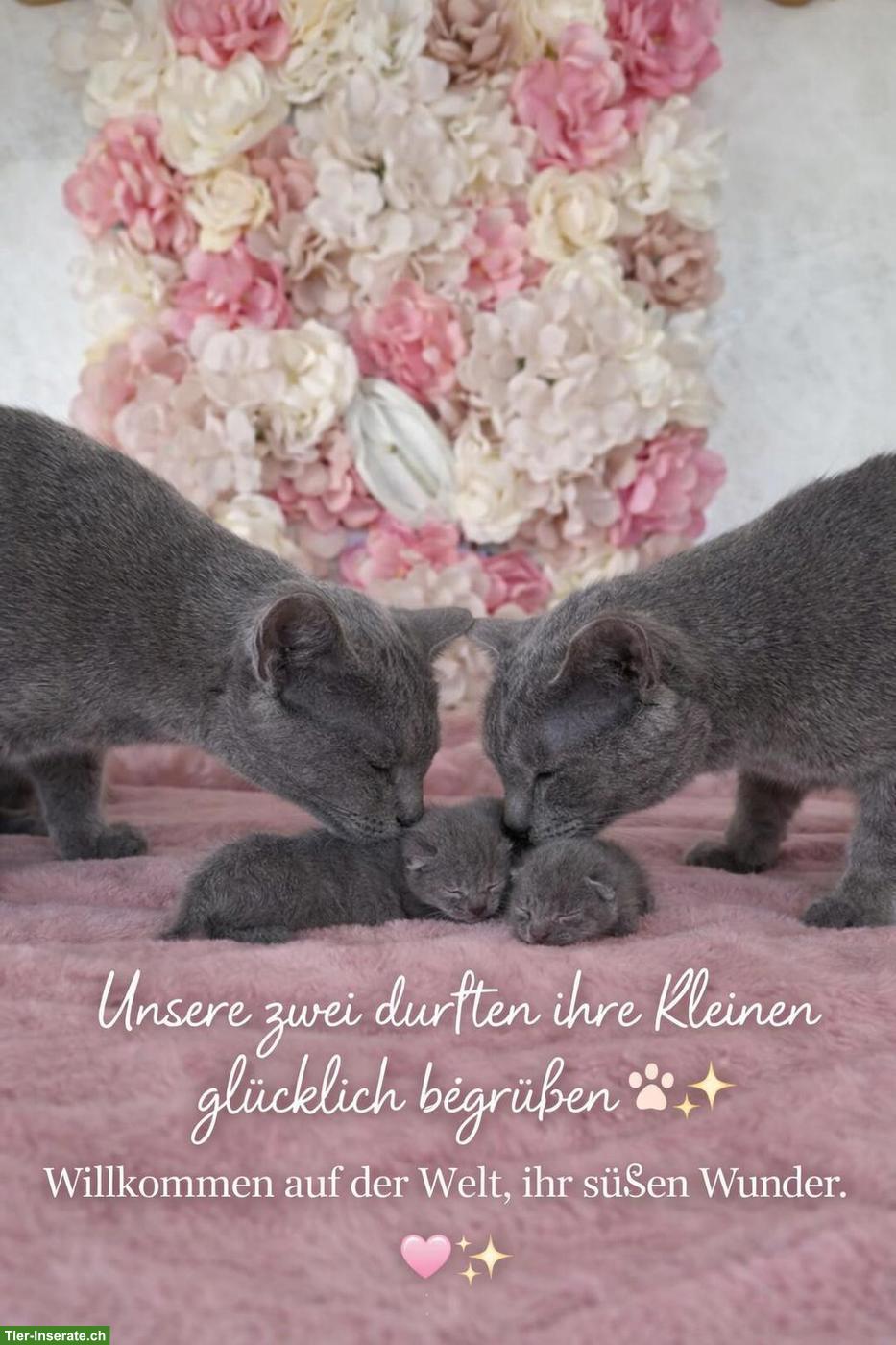 Bild 8: Russisch Blau Kitten mit Stammbaum aus 100%-BIO-BARF