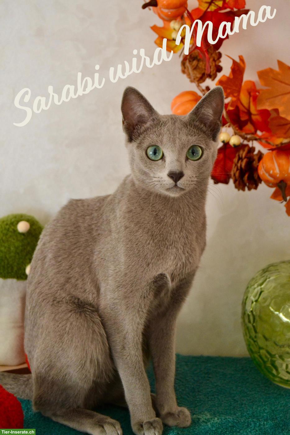 Bild 9: Russisch Blau Kitten mit Stammbaum aus 100%-BIO-BARF