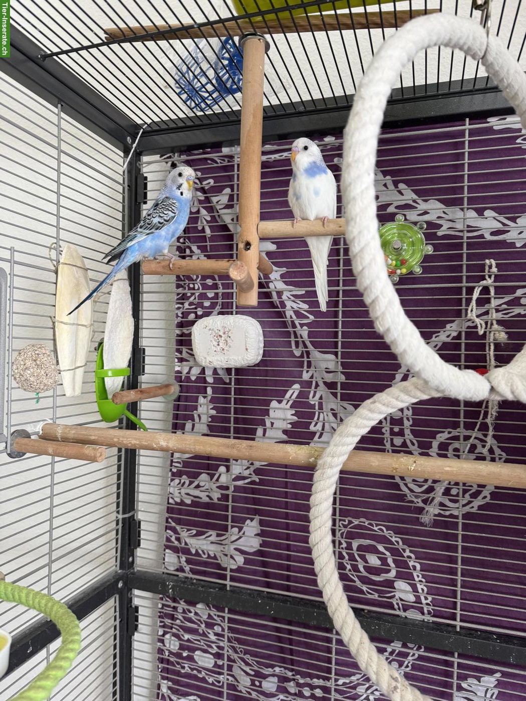 Junge Wellensittiche verkaufen