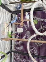 Junge Wellensittiche verkaufen