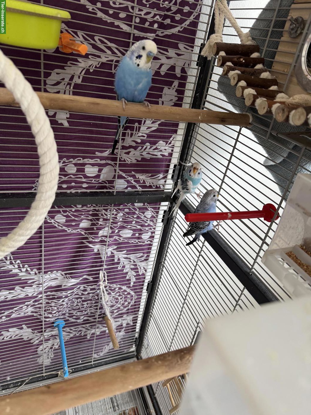 Bild 2: Junge Wellensittiche verkaufen