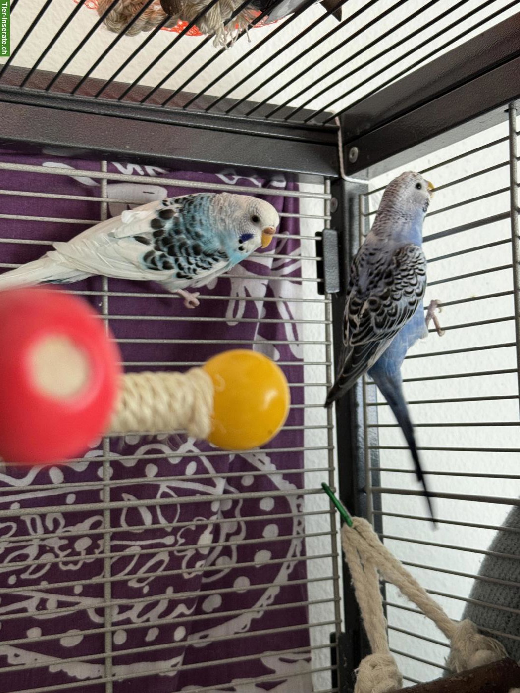 Bild 3: Junge Wellensittiche verkaufen