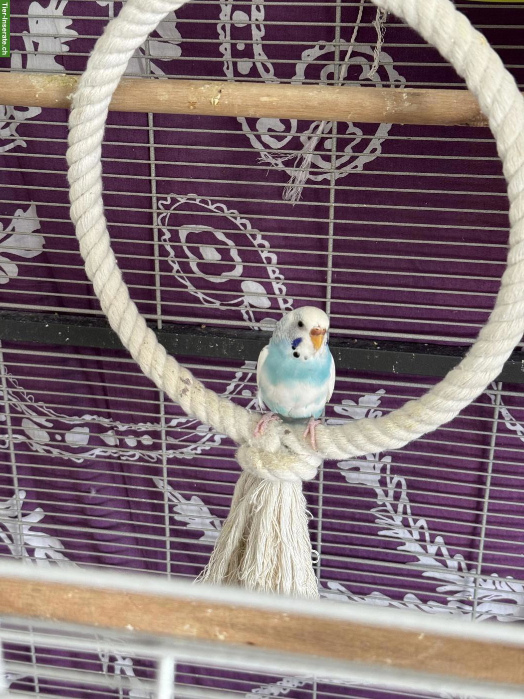 Bild 4: Junge Wellensittiche verkaufen