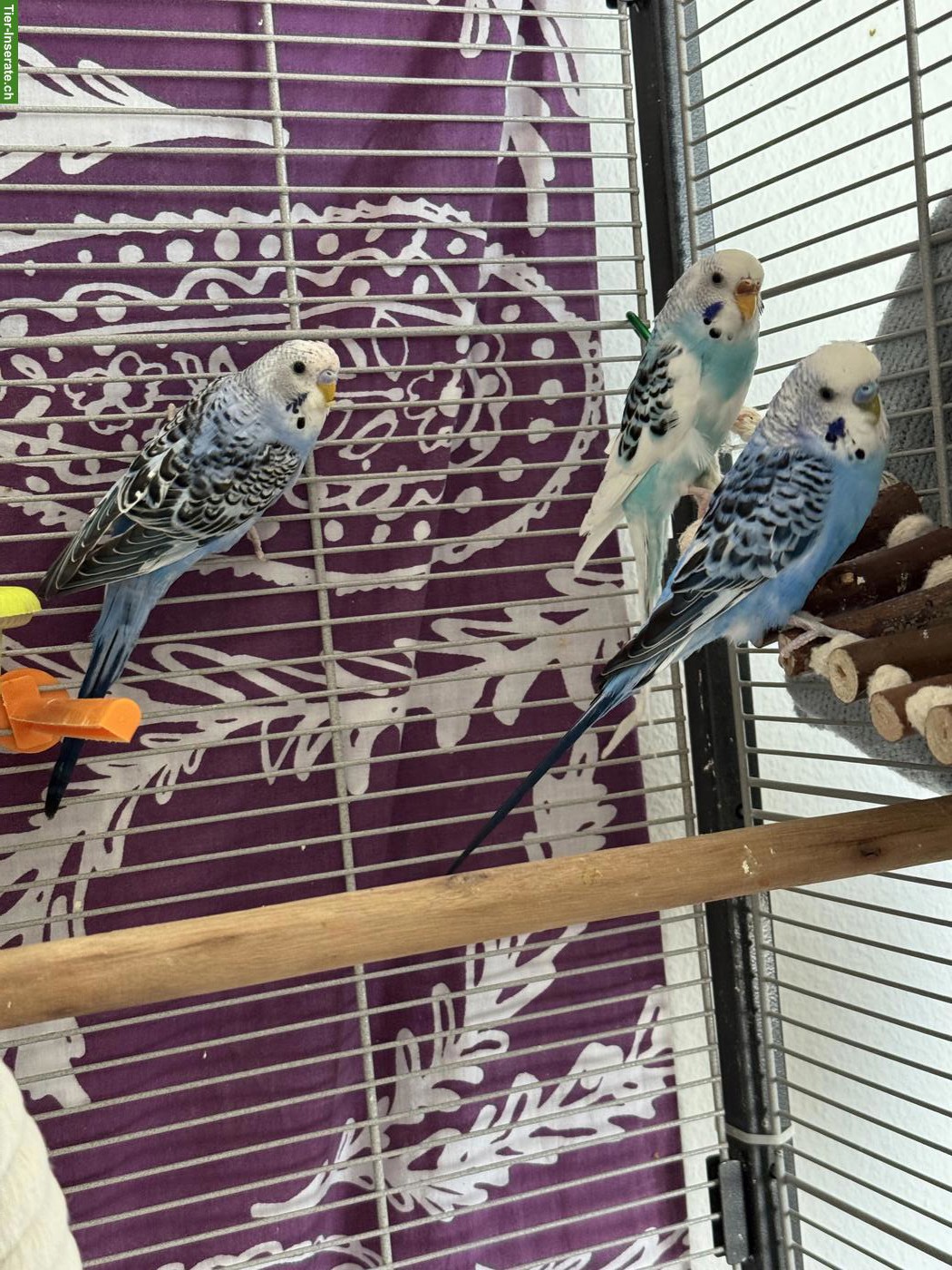 Bild 5: Junge Wellensittiche verkaufen