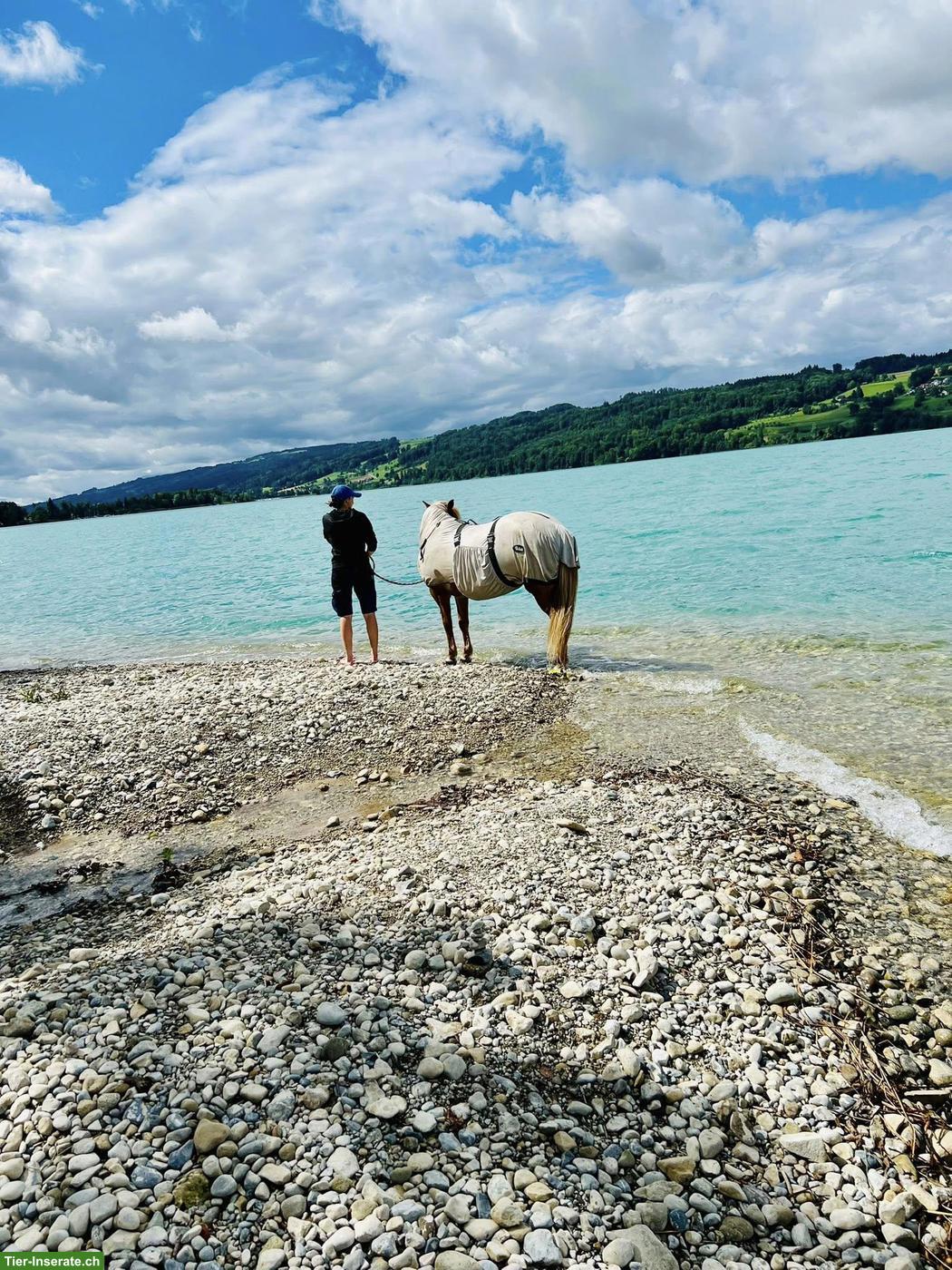 Praktikumsstelle auf Islandpferdehof ab Sommer 2026