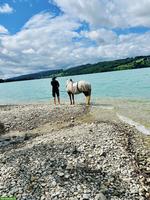 Praktikumsstelle auf Islandpferdehof ab Sommer 2026