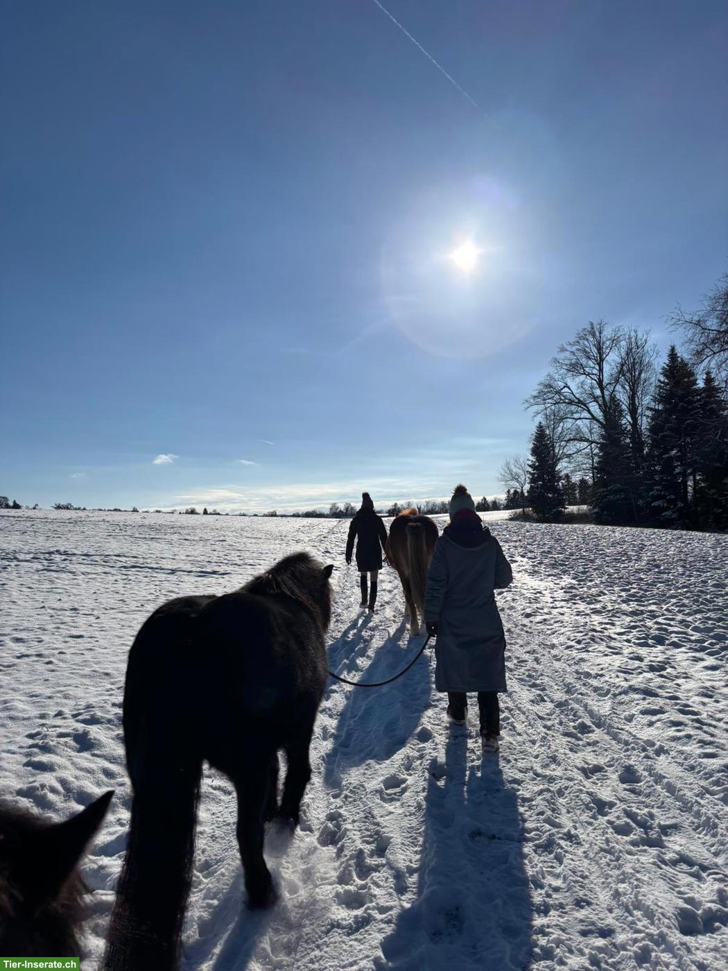 Bild 2: Praktikumsstelle auf Islandpferdehof ab Sommer 2026