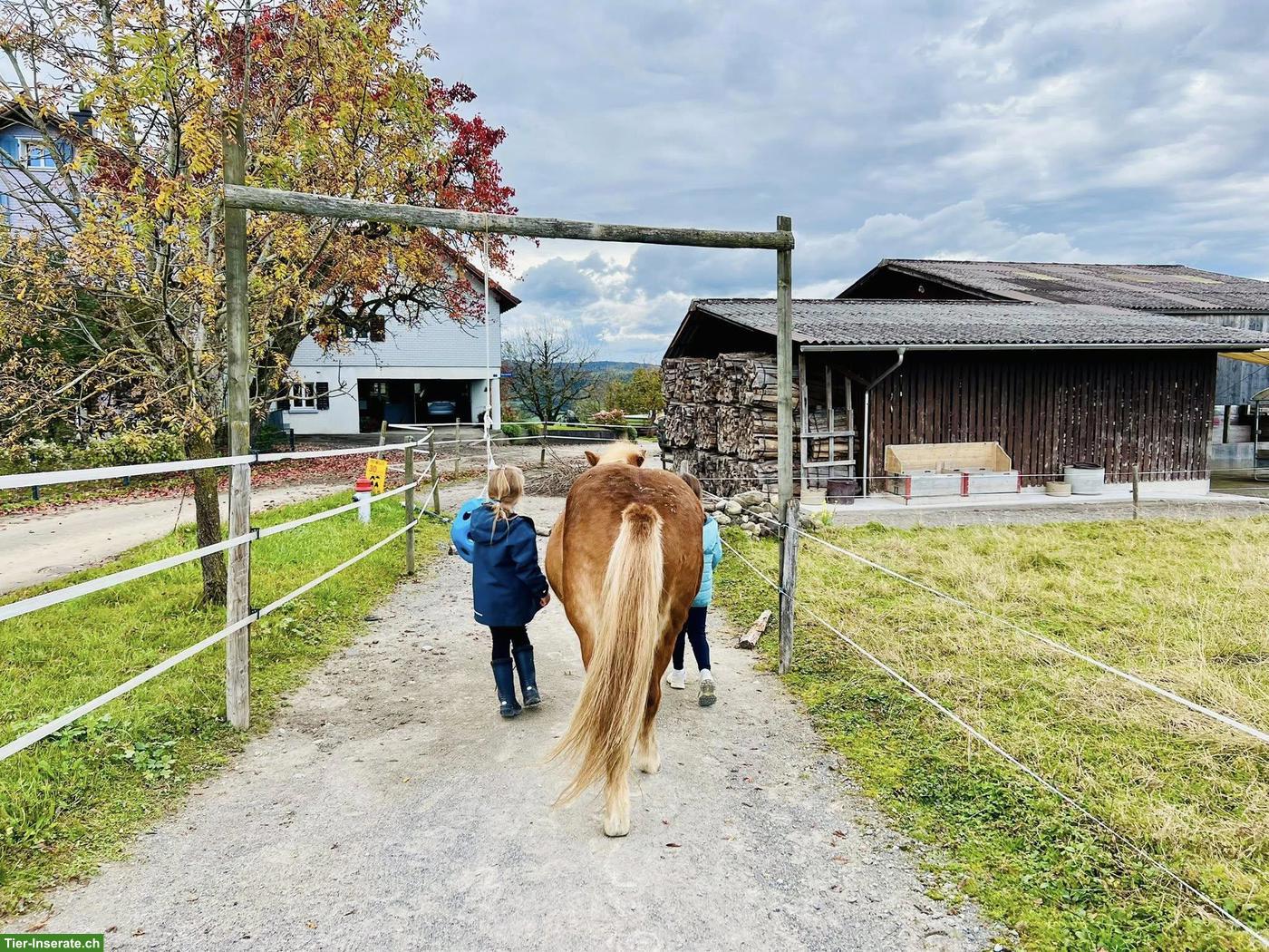 Bild 3: Praktikumsstelle auf Islandpferdehof ab Sommer 2026