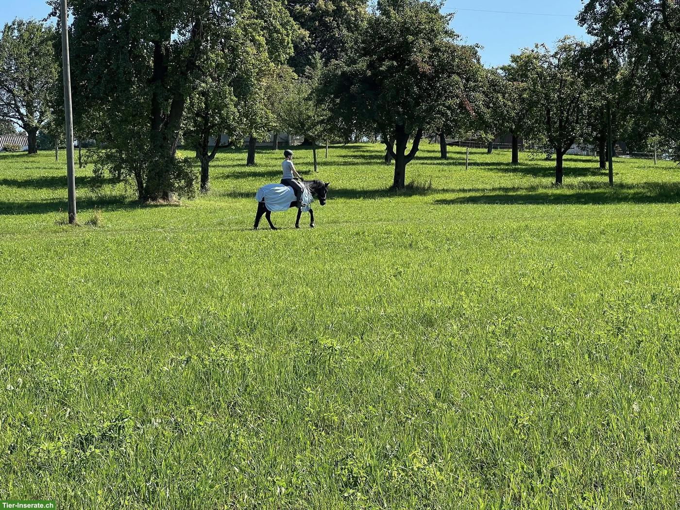 Bild 4: Praktikumsstelle auf Islandpferdehof ab Sommer 2026