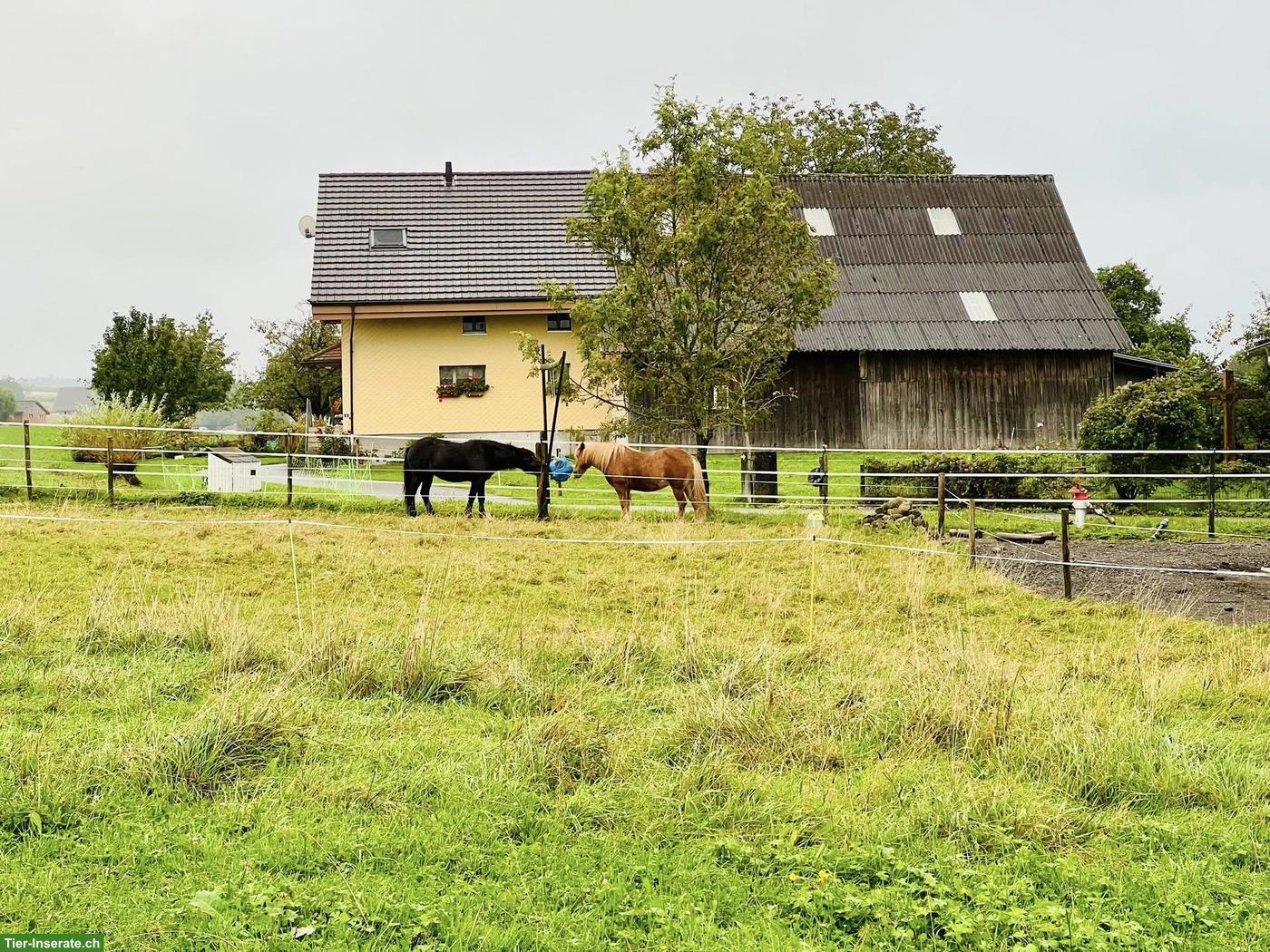 Bild 5: Praktikumsstelle auf Islandpferdehof ab Sommer 2026
