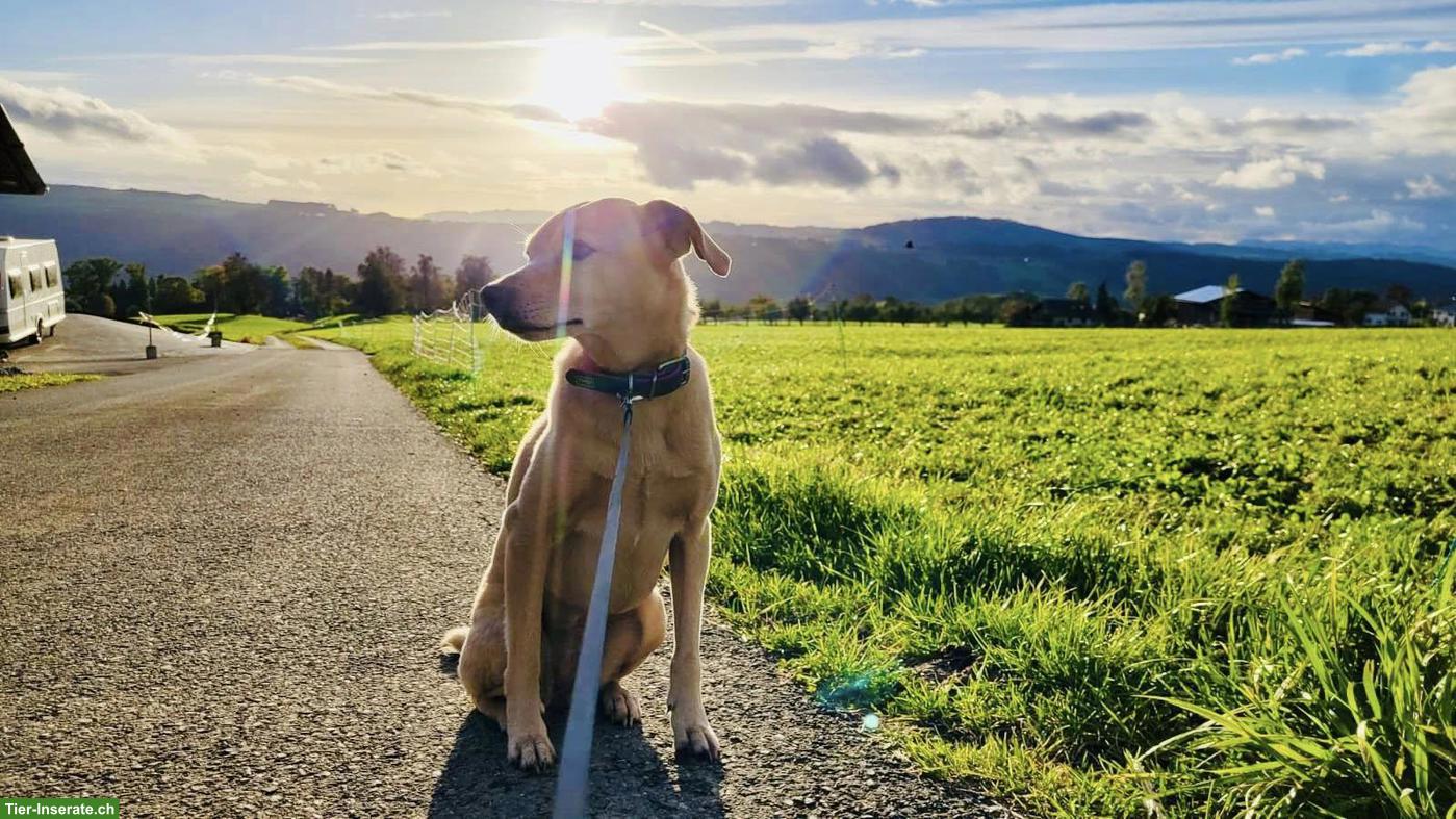 Bild 6: Praktikumsstelle auf Islandpferdehof ab Sommer 2026