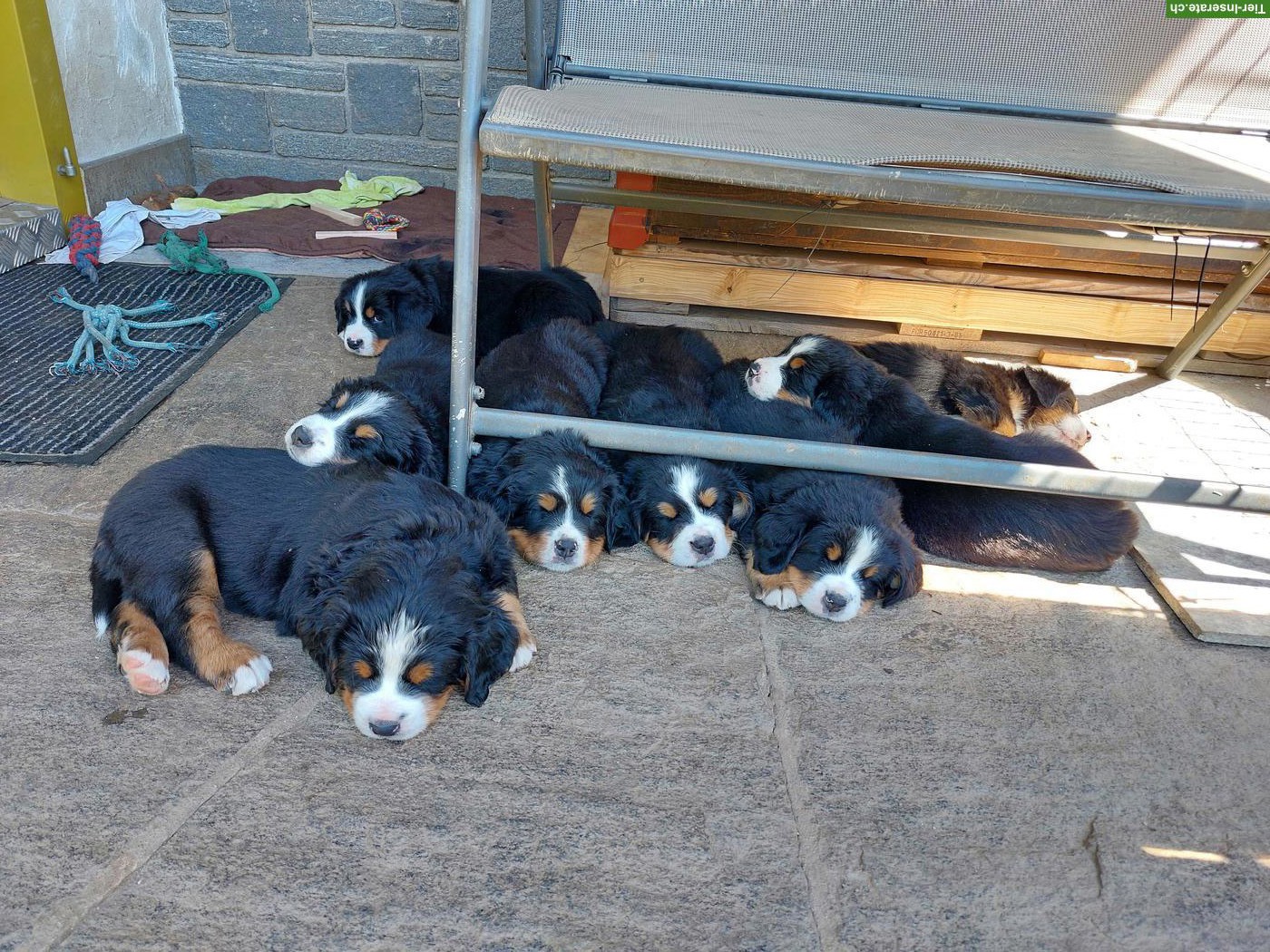 Schön gezeichnete Berner Sennenhund Welpen